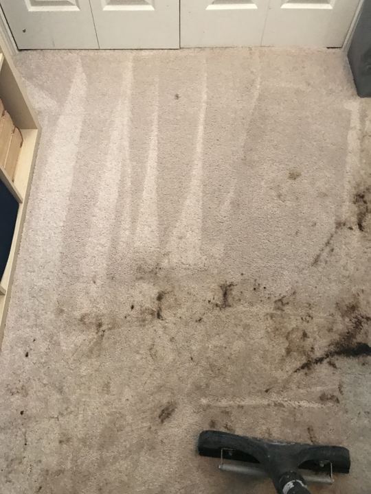 Badly stained carpet with clean stripes cut through it by a cleaning wand